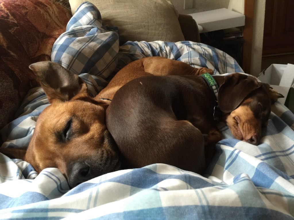 A dachshund and a brown rescue dog asleep together on a plaid blanket on the couch
