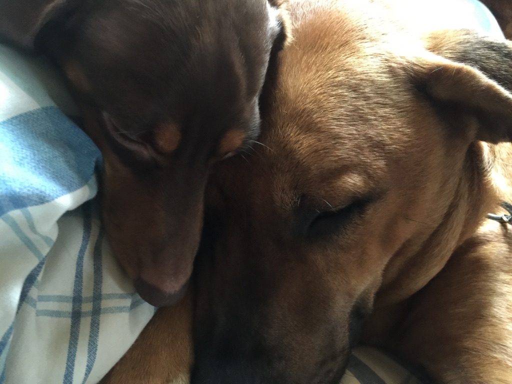 Close-up of a dachshund resting his head against a brown rescue dog, both asleep
