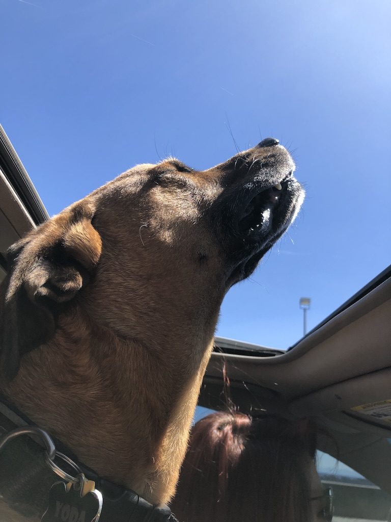 A grey-muzzled brown rescue dog with his head out of a car sunroof, eyes closed against a blue sky